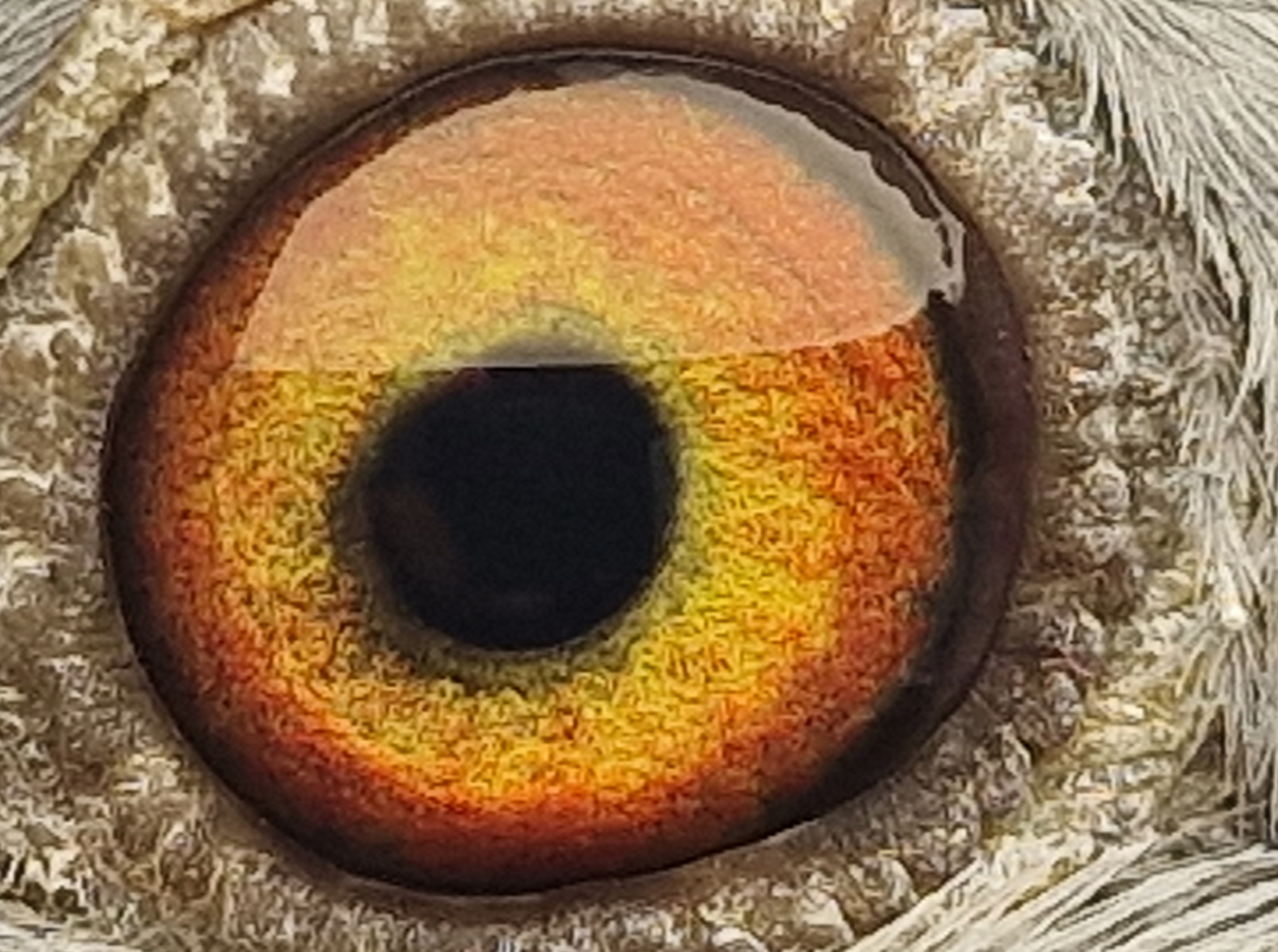 Pigeon eye